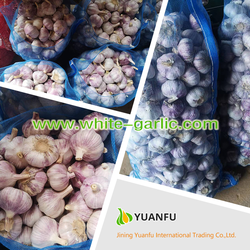 garlic suppliers garlic suppliers